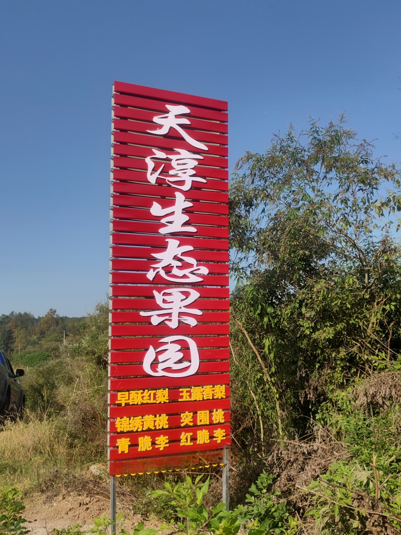 精品早酥红梨货源充足量大从优质量保证欢迎咨询