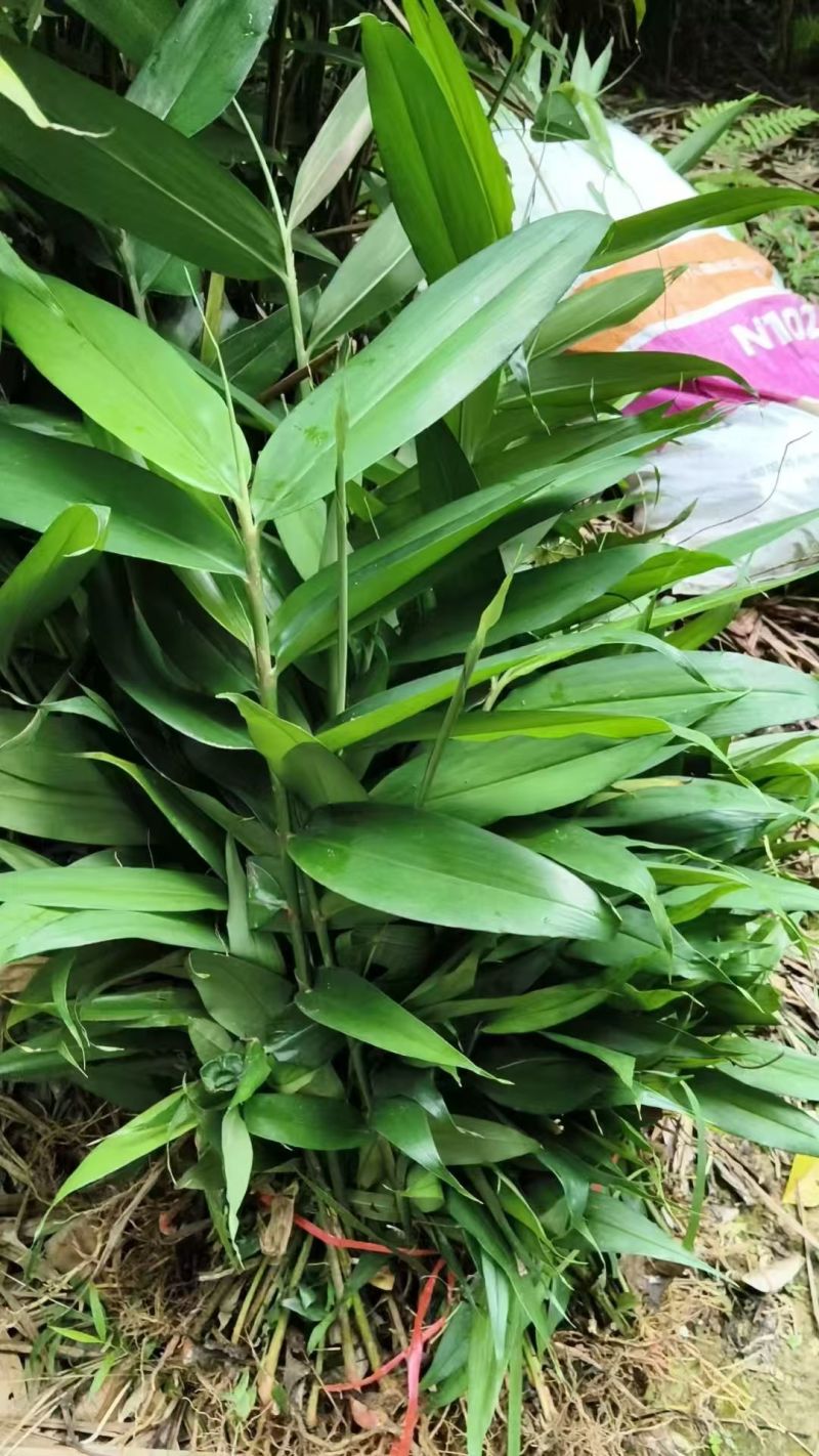 益智仁苗