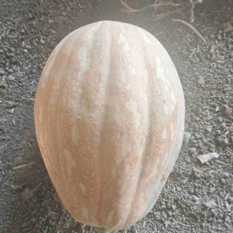 娃娃蜜南瓜大量有货基地一手货源价格美丽