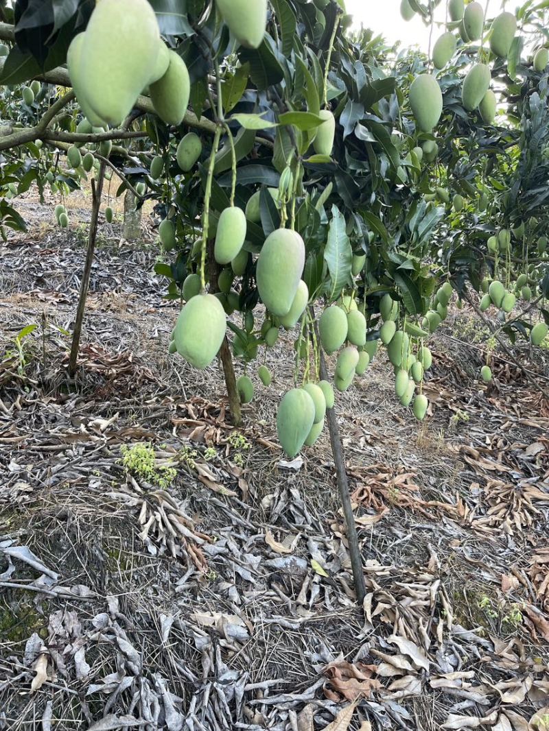 贵州高山小台农芒。可接受一件代发电商工厂。市场。