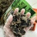 东北特产黑木耳干货新货大片无根大朵非特级非野生包邮