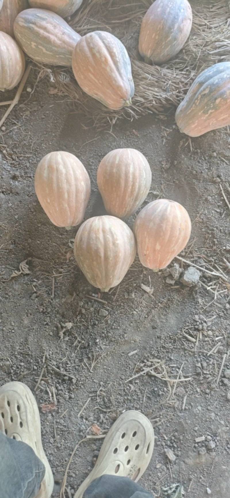 娃娃蜜南瓜大量有货基地一手货源价格美丽
