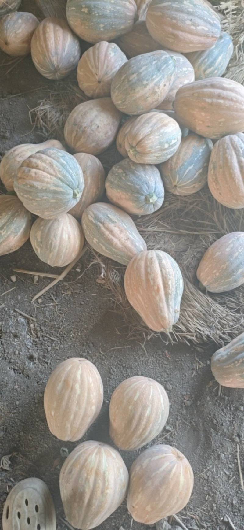 娃娃蜜南瓜大量有货基地一手货源价格美丽