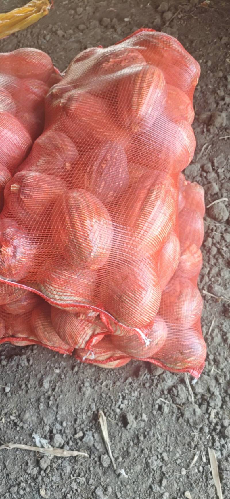 娃娃蜜南瓜大量有货基地一手货源价格美丽