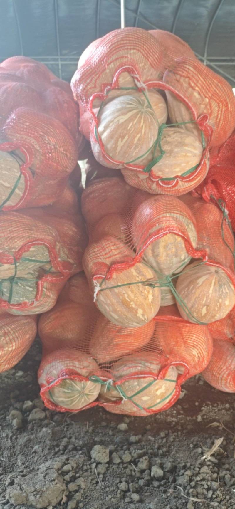娃娃蜜南瓜大量有货基地一手货源价格美丽