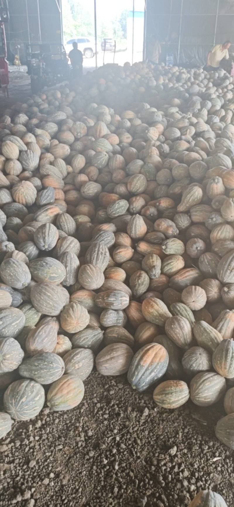 娃娃蜜南瓜大量有货基地一手货源价格美丽