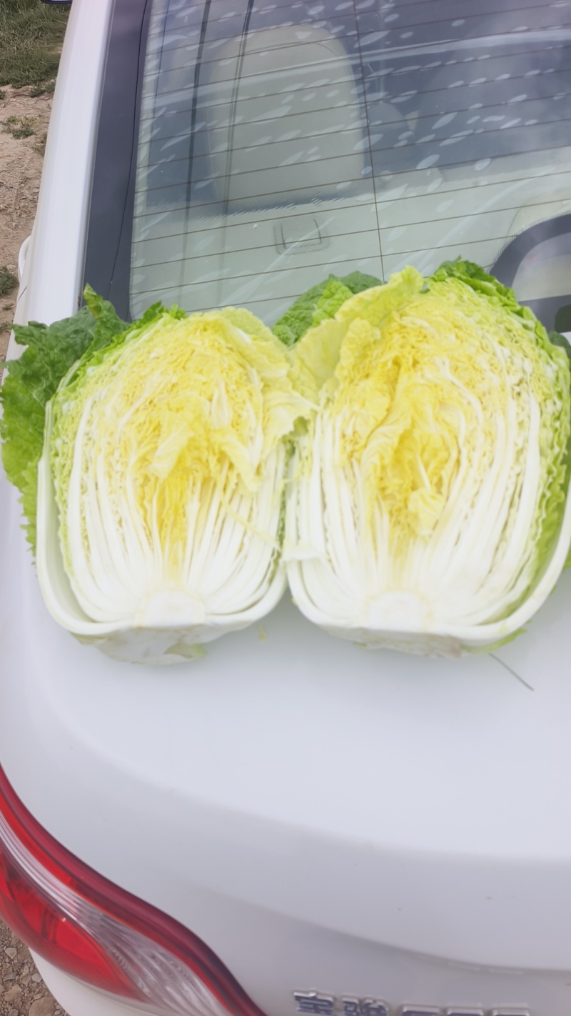 高原夏菜