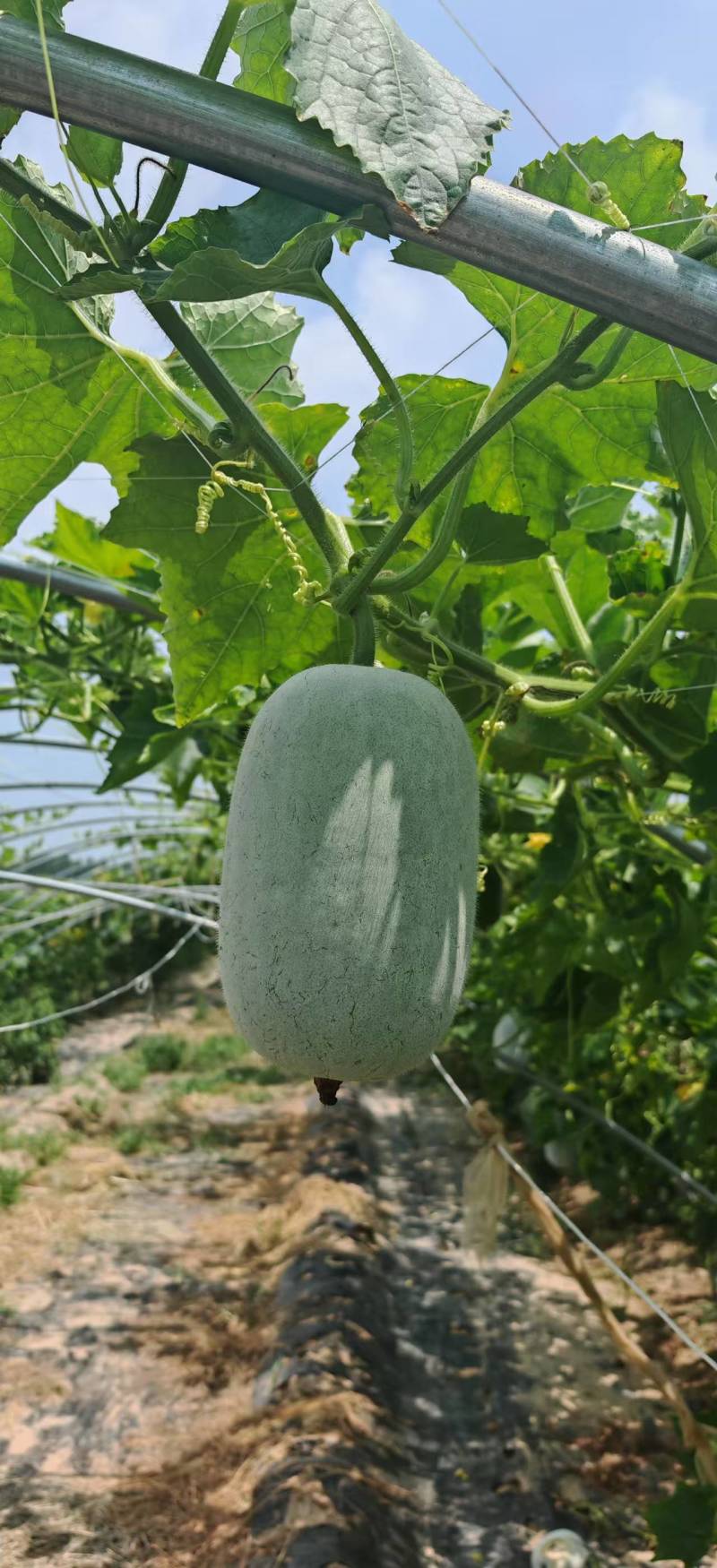 河南吊冬瓜一手货源价格美丽量大从优欢迎来电
