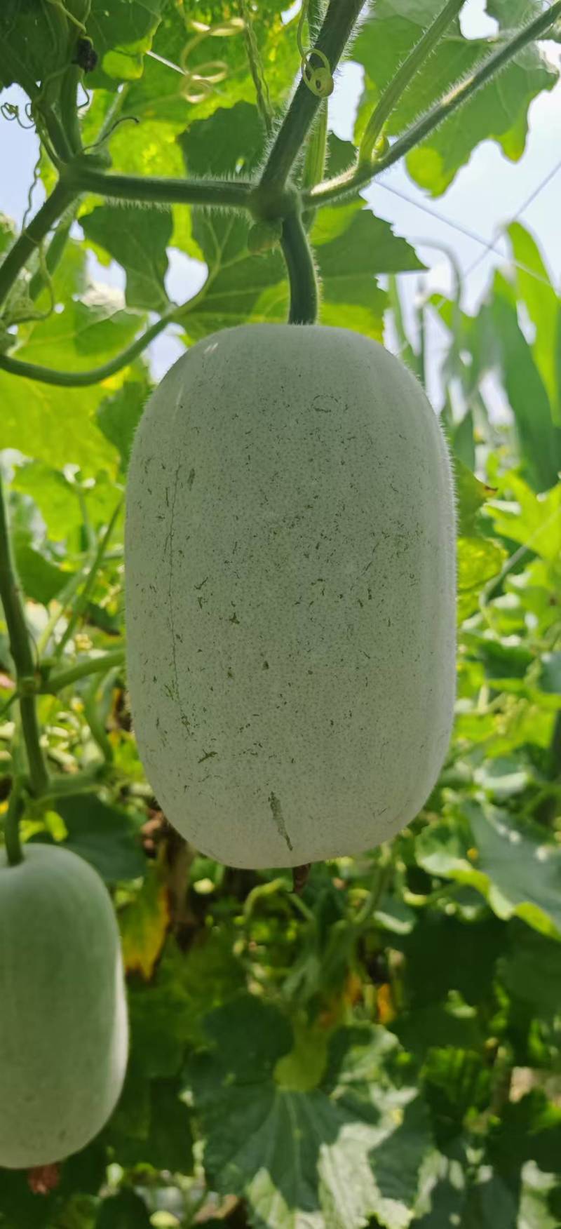 河南吊冬瓜一手货源价格美丽量大从优欢迎来电