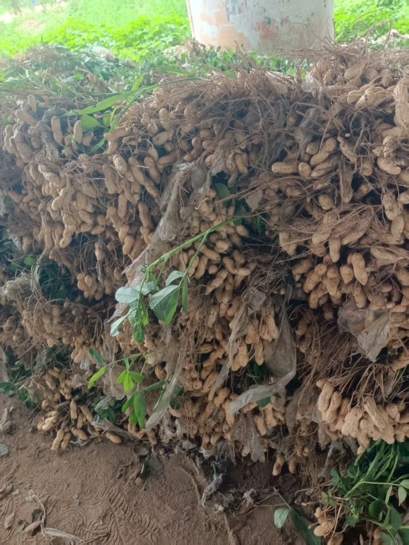 【鲜花生】河南开封鲜花生大小白沙湿花生产地直发对接市场