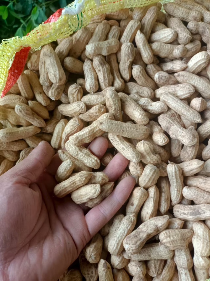 【鲜花生】河南开封鲜花生大小白沙湿花生产地直发对接市场