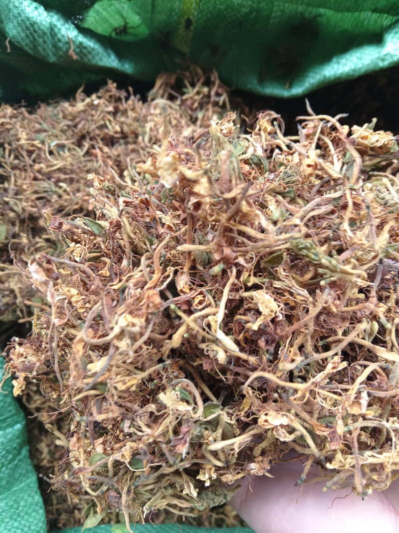 贵州金银花精品开花，货源充足，香味浓郁，欢迎新老客户进店