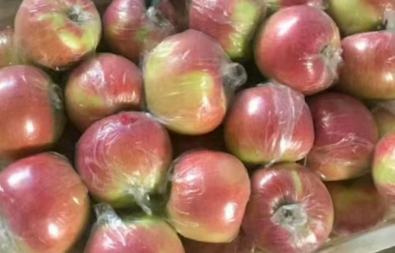 河北唐山乐亭精品美八苹果，万亩果园，手选精品。