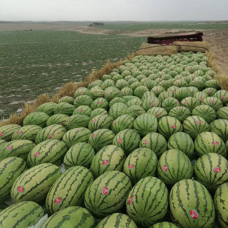宁夏硒砂瓜石头瓜清甜可口价格美丽质量好走货快对接全国热卖