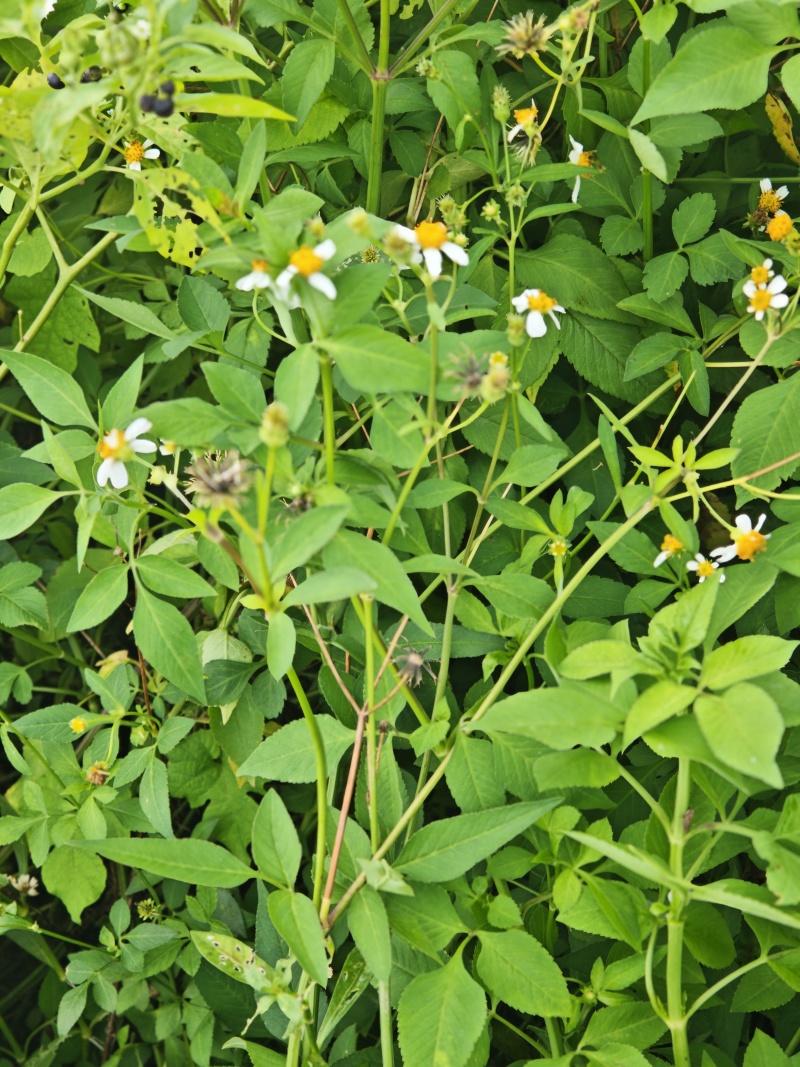 鬼针草大量接单产地直发量大从优欢迎来电咨询