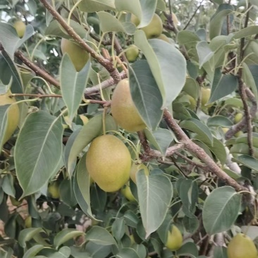 红早酥紅梨大量上市近期促销急出货货源充足