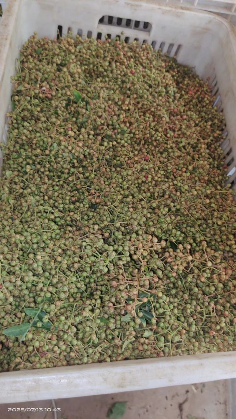 鲜花椒大量上市，产地直发，品质保证，服务周到，诚信经营