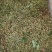 鲜花椒大量上市，产地直发，品质保证，服务周到，诚信经营