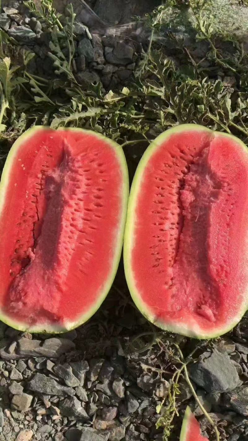 【正在热卖】宁夏硒砂瓜石头瓜清甜可口价格美丽质量好走货快