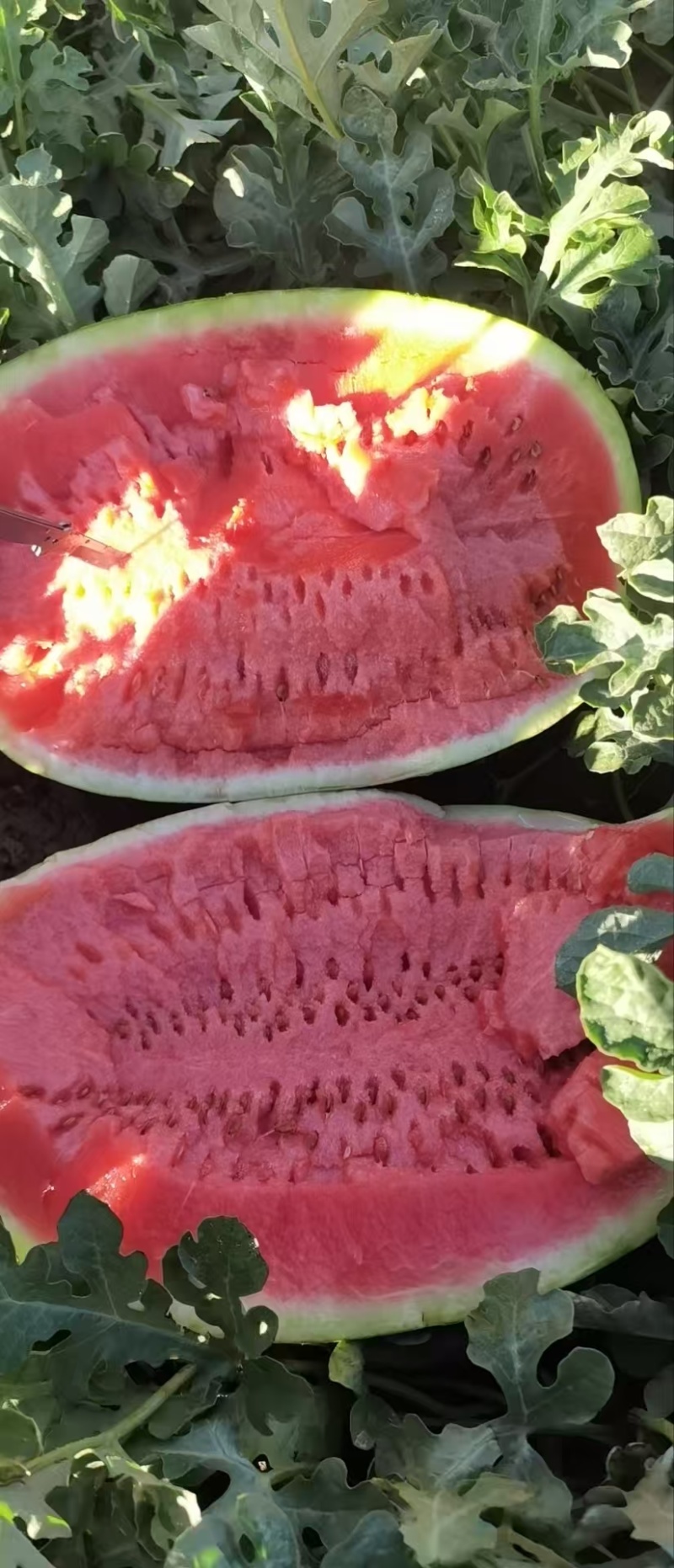 宁夏硒砂瓜石头瓜精品西瓜产地直发量大从优
