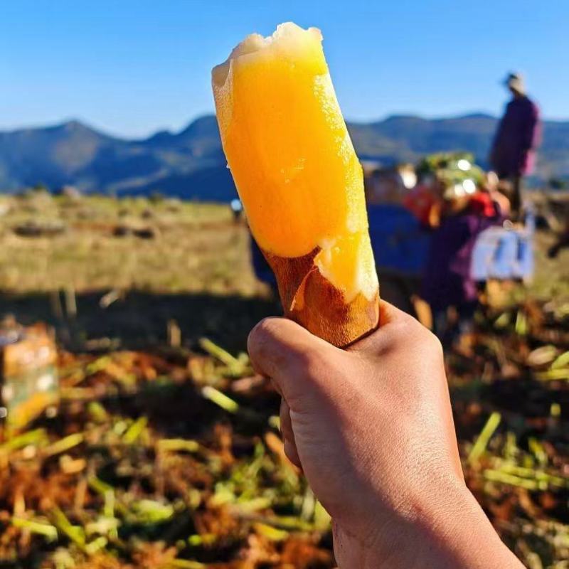 雪莲果种植地基，全国发货，量大从优，电话联系我