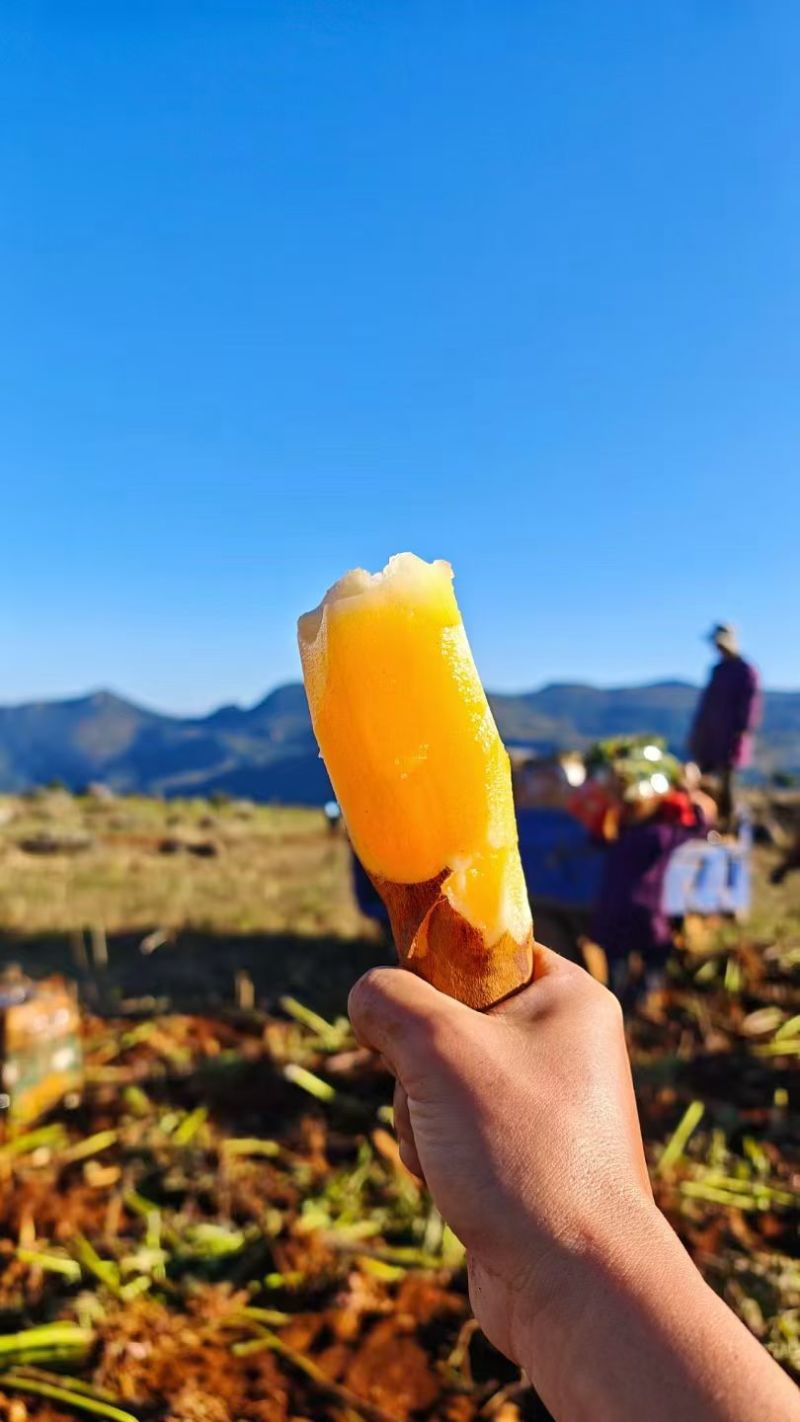 雪莲果种植地基，全国发货，量大从优，电话联系我