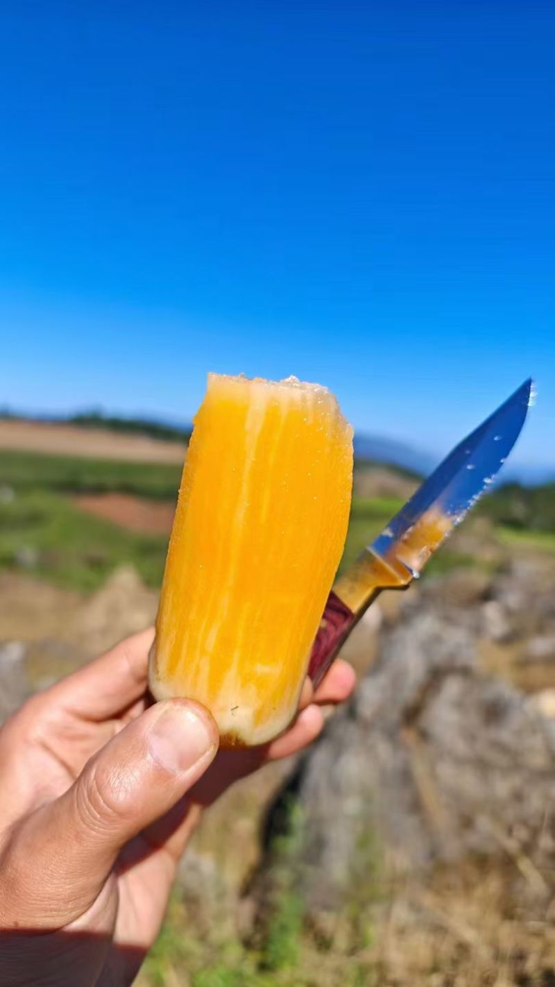 雪莲果种植地基，全国发货，量大从优，电话联系我