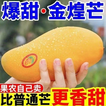 金煌芒新鲜现摘，量大从优，欢迎订购