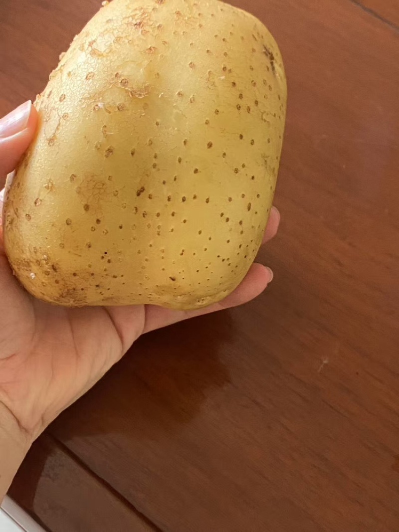 甘肃沙地土豆沃土5号大量出货，需要联系