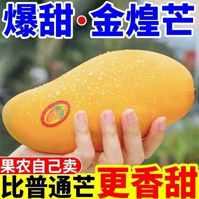 金煌芒新鲜现摘，量大从优，欢迎订购