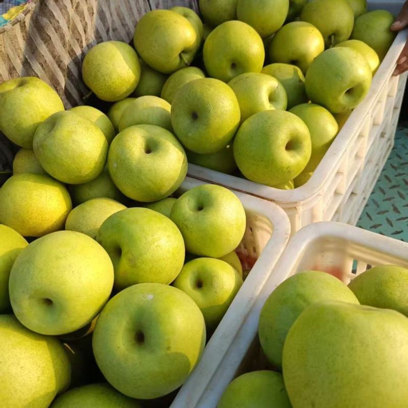 酥脆一号大量有货量大从优品质保障回头客多欢迎咨询