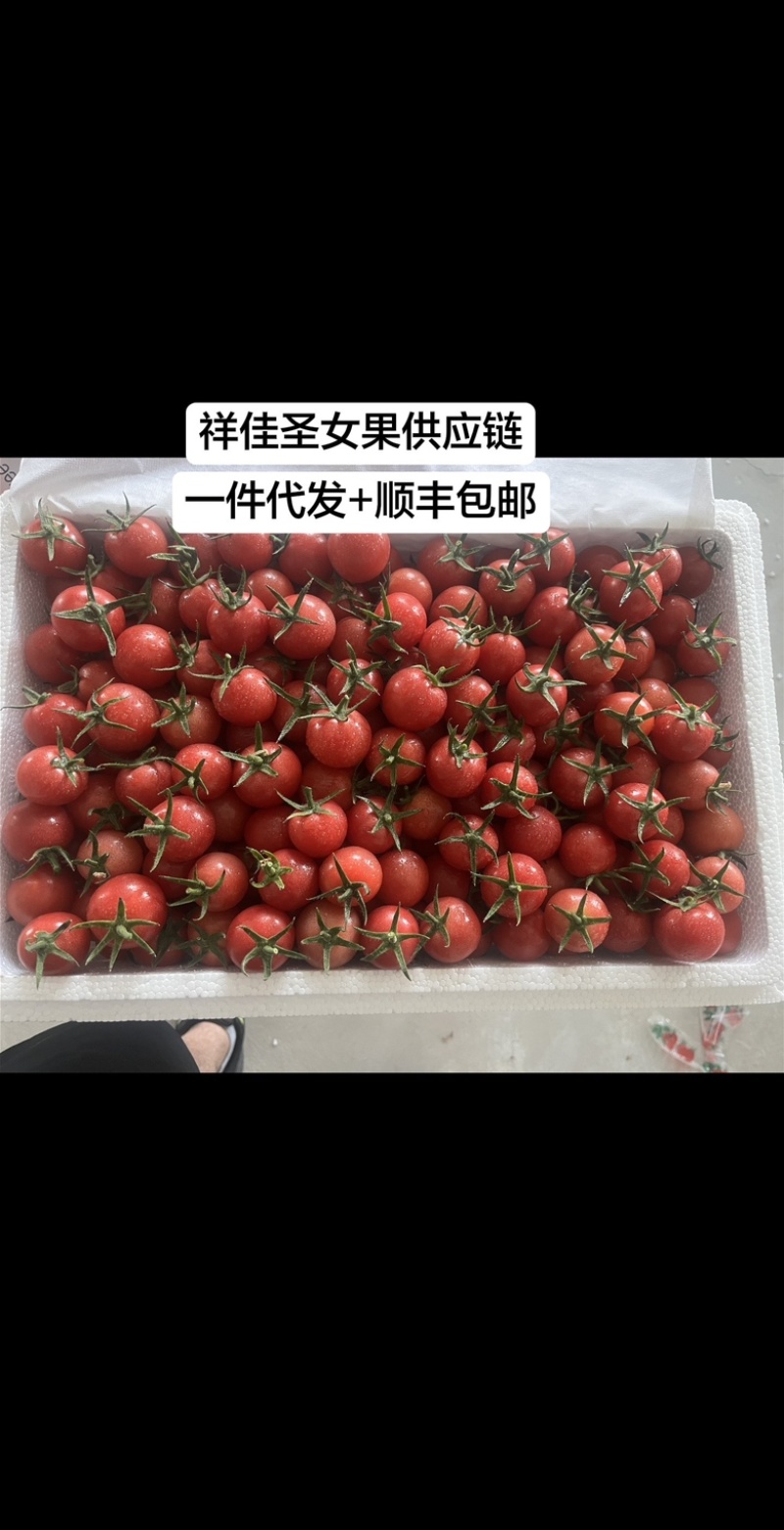 小番茄圣女果源头产地大量有货接一件代发全国发货