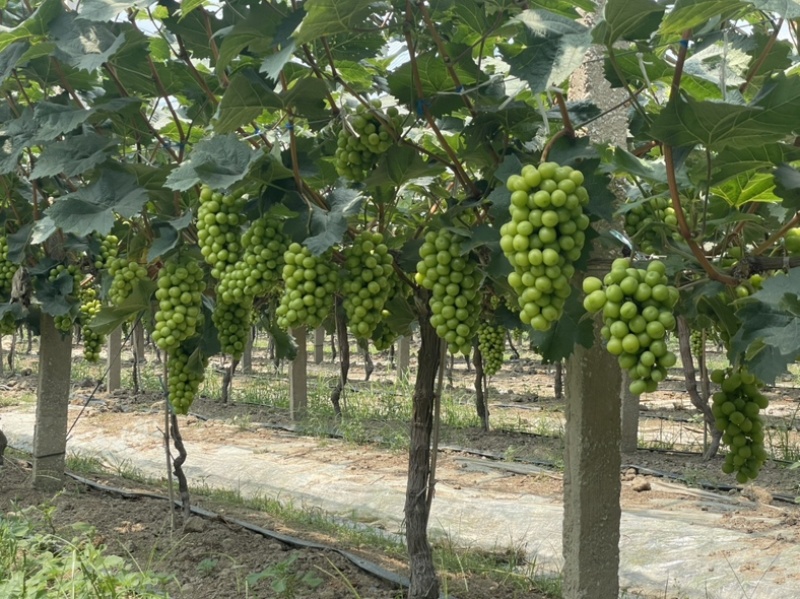 大量夏黑葡萄，阳光玫瑰上市啦