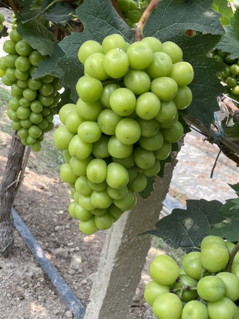 大量夏黑葡萄，阳光玫瑰上市啦