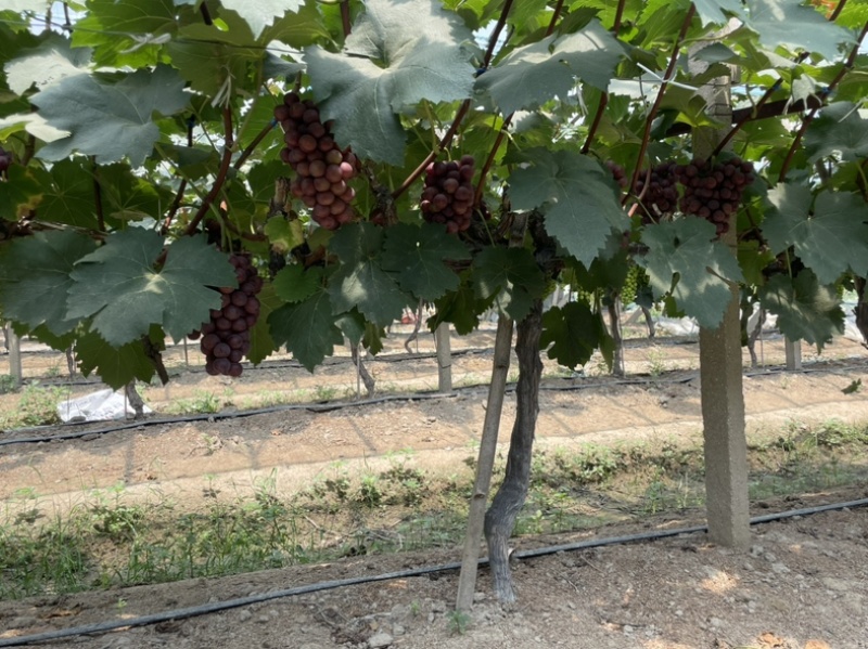 大量夏黑葡萄，阳光玫瑰上市啦