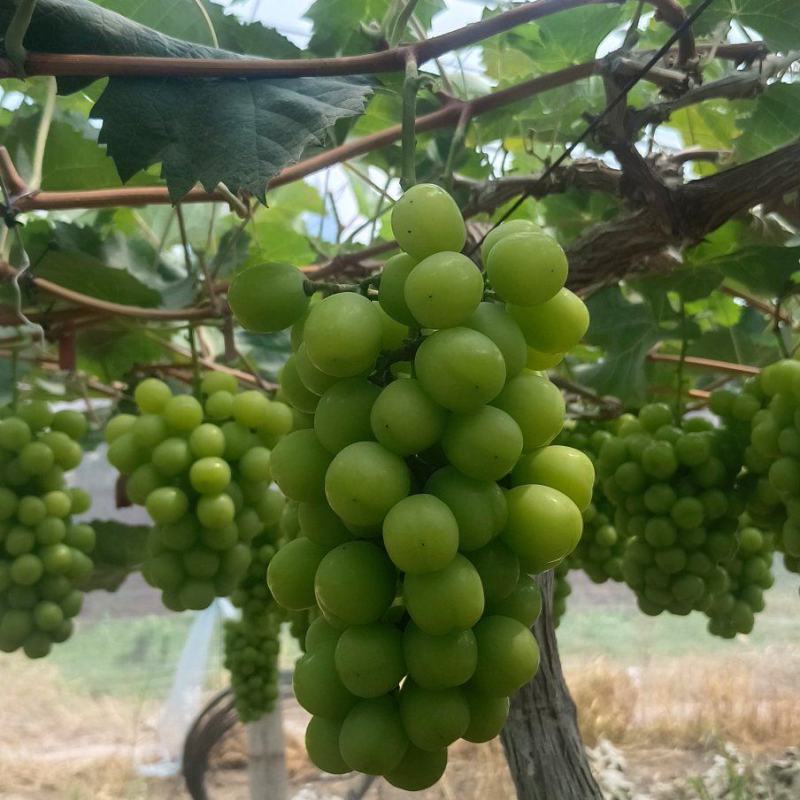 阳光玫瑰葡萄