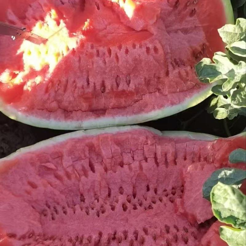 宁夏硒砂瓜石头瓜精品西瓜产地直发量大从优可对接各大平台