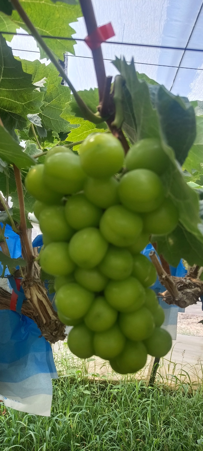 阳光玫瑰葡萄