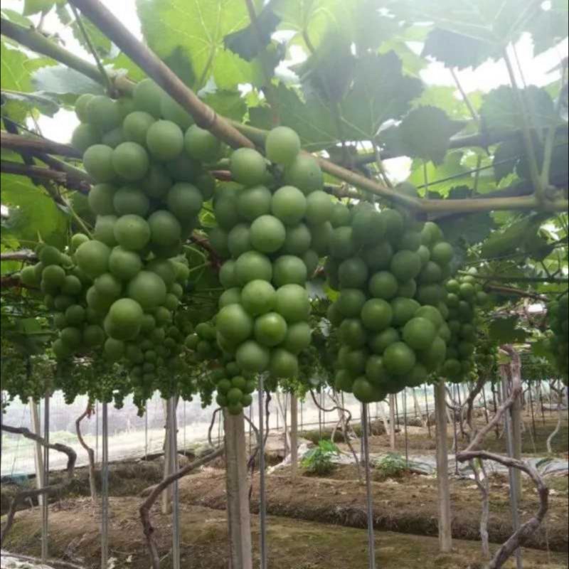 【巨峰青粒葡萄】河北邢台巨峰葡萄青葡萄品质保障量大从优