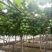 【巨峰青粒葡萄】河北邢台巨峰葡萄青葡萄品质保障量大从优