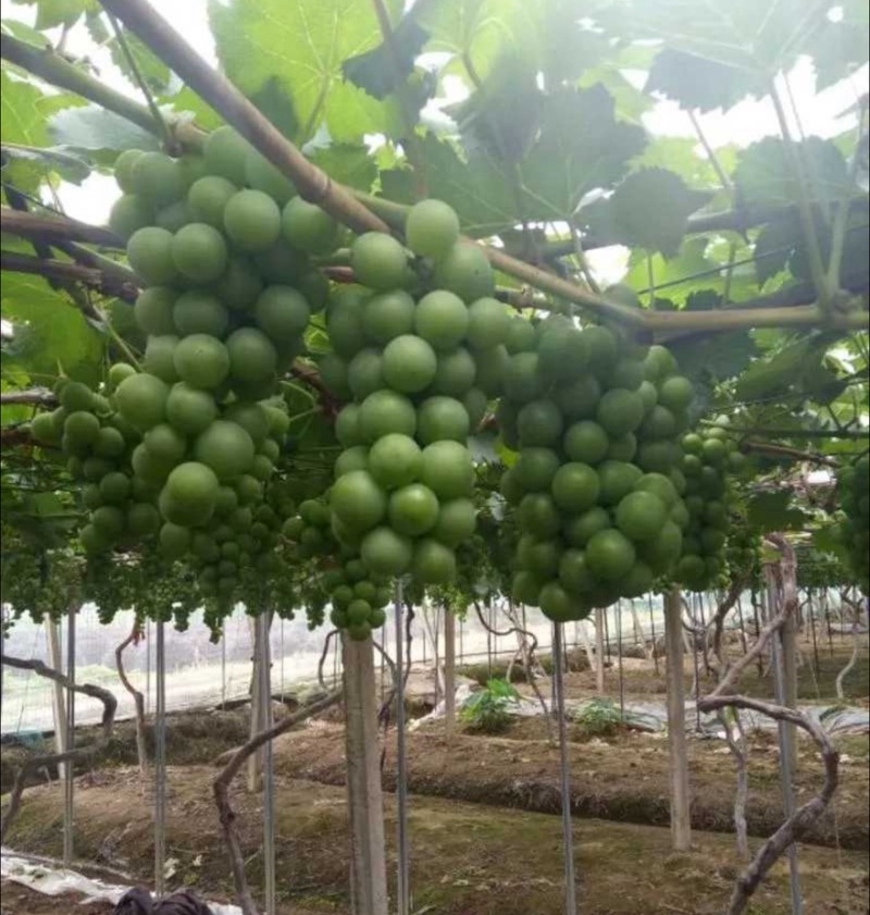 【巨峰青粒葡萄】河北邢台巨峰葡萄青葡萄品质保障量大从优