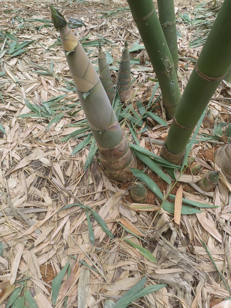 当季脆笋干片