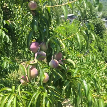 四川半边红大量上市有需要的老板速度联系