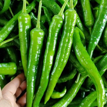 线椒湘妍117大量现货供应，自家种植，品质保证可视频看货