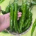 线椒湘妍117大量现货供应，自家种植，品质保证可视频看货