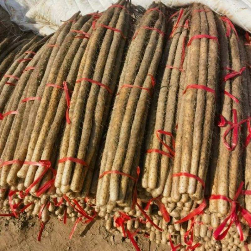 【精品麻山药】河北保定产地直发一手货源批发价