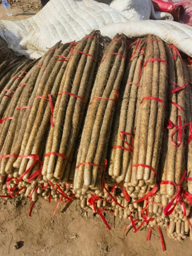 【精品麻山药】河北保定产地直发一手货源批发价