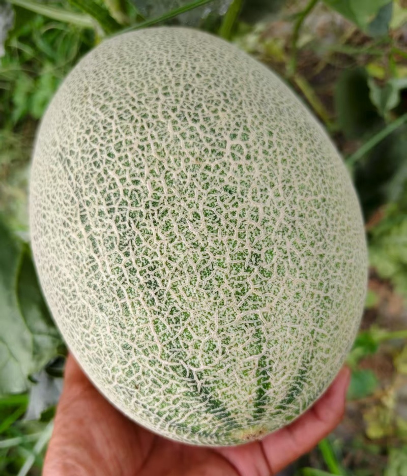 河南夏邑哈密瓜/晓蜜25哈密瓜/现摘现发/保证质量全国发