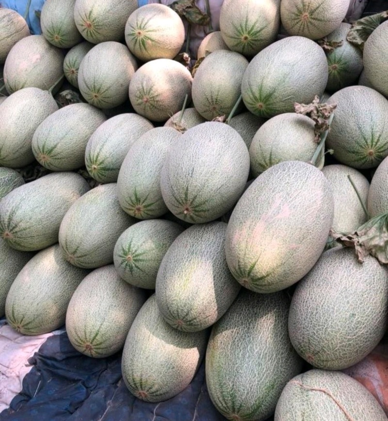 河南夏邑哈密瓜/晓蜜25哈密瓜/现摘现发/保证质量全国发