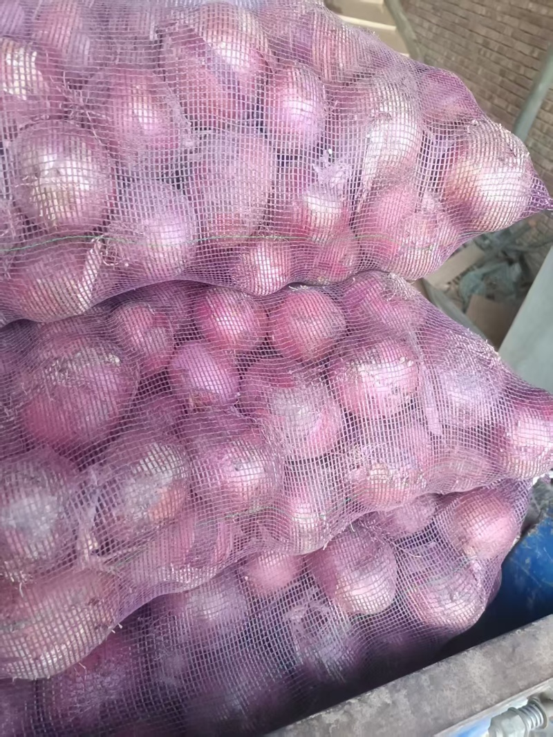 甘肃洋葱红皮洋葱二红洋葱产地一手货源量大从优联系